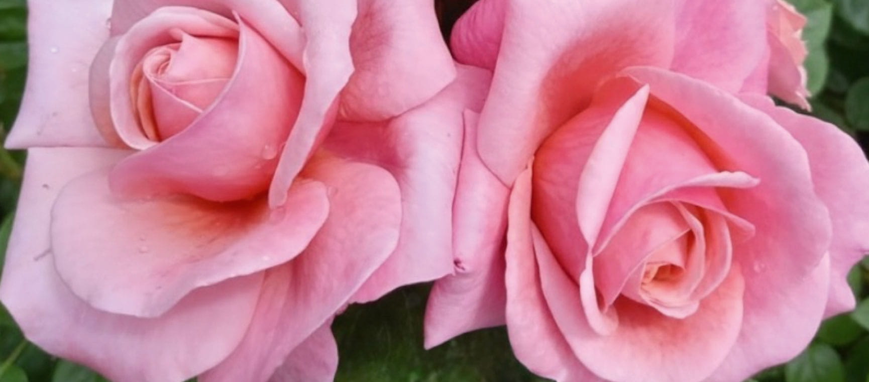 roses