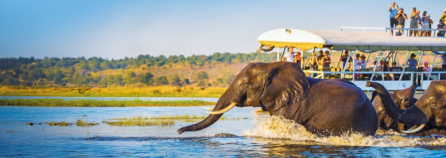 Elephants wading through shallow water near a riverbank while a safari boat full of people watches nearby under a bright blue sky.