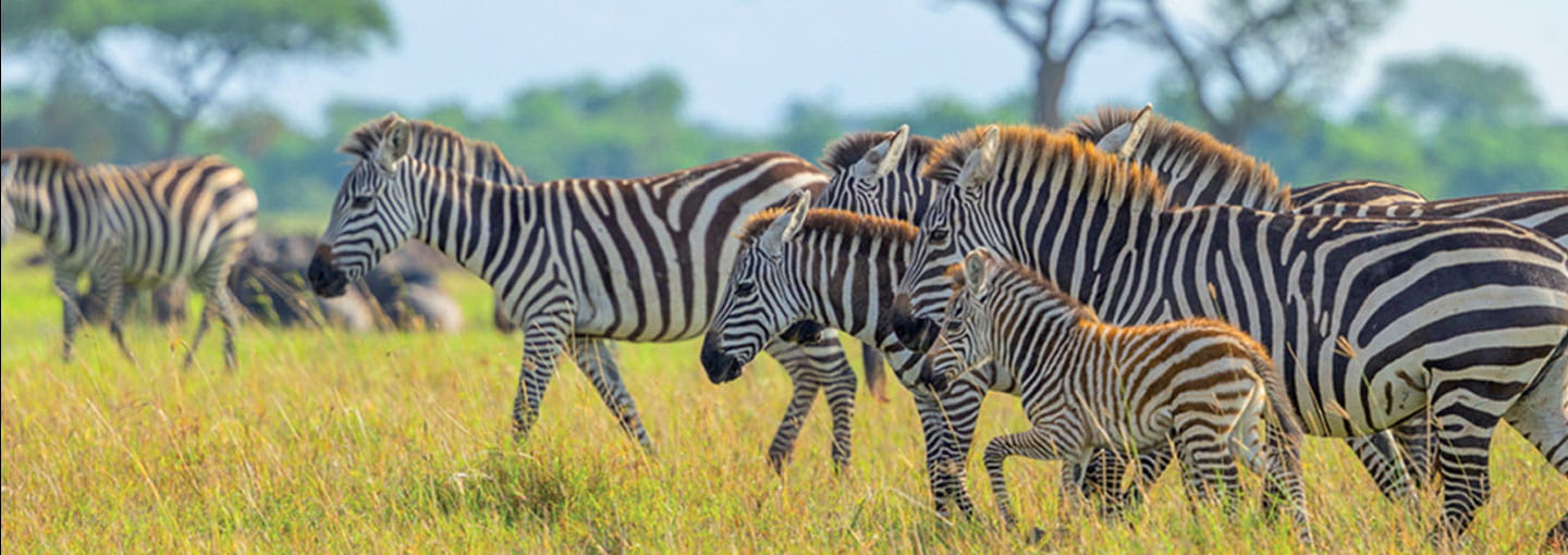 Zebras grazing together on tall grass in an open savannah with trees in the background.