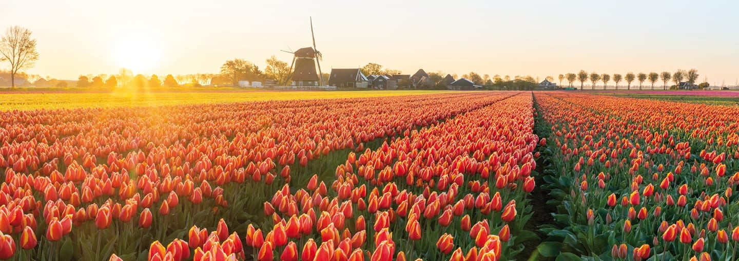 Rows of red tulips stretch across a sunlit field at sunrise, with a windmill and farm buildings visible in the distance.