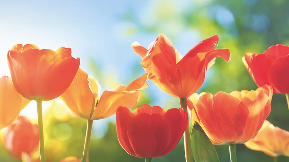 Tulips Spring Sale Banner