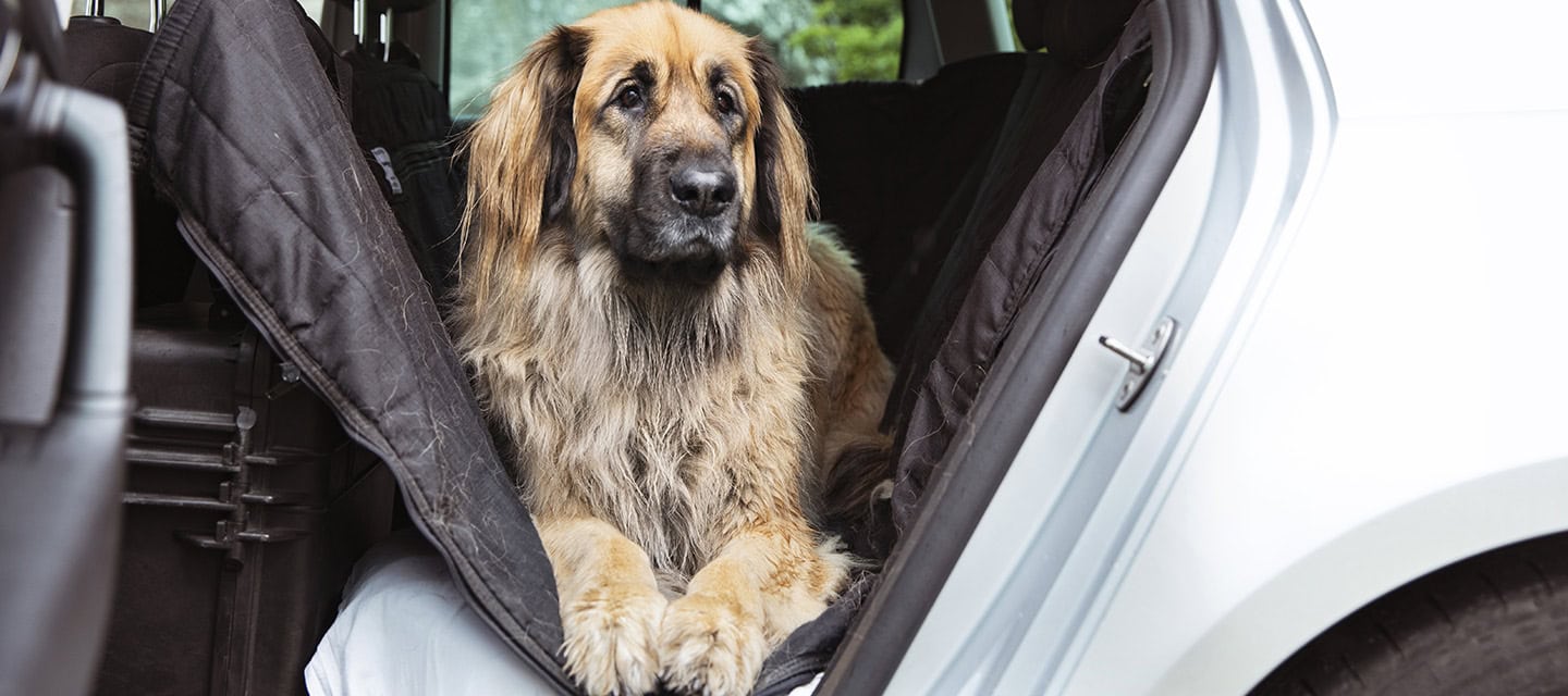 Leonberger dog lying down in the back of the car waiting to get out.