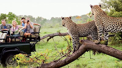 A group of tourists enjoying a safari