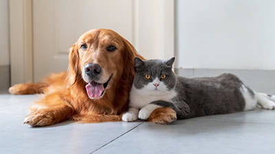 Golden Retriever and British Shorthair cuddled up together at home 
