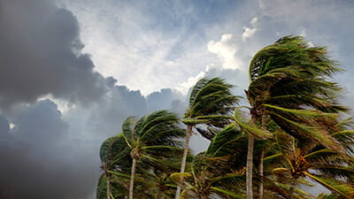 Close up palm trees during windy tropical storm over dramatic sky