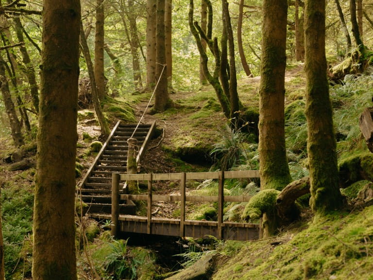 Enchanting woodland | Elliot Cooper