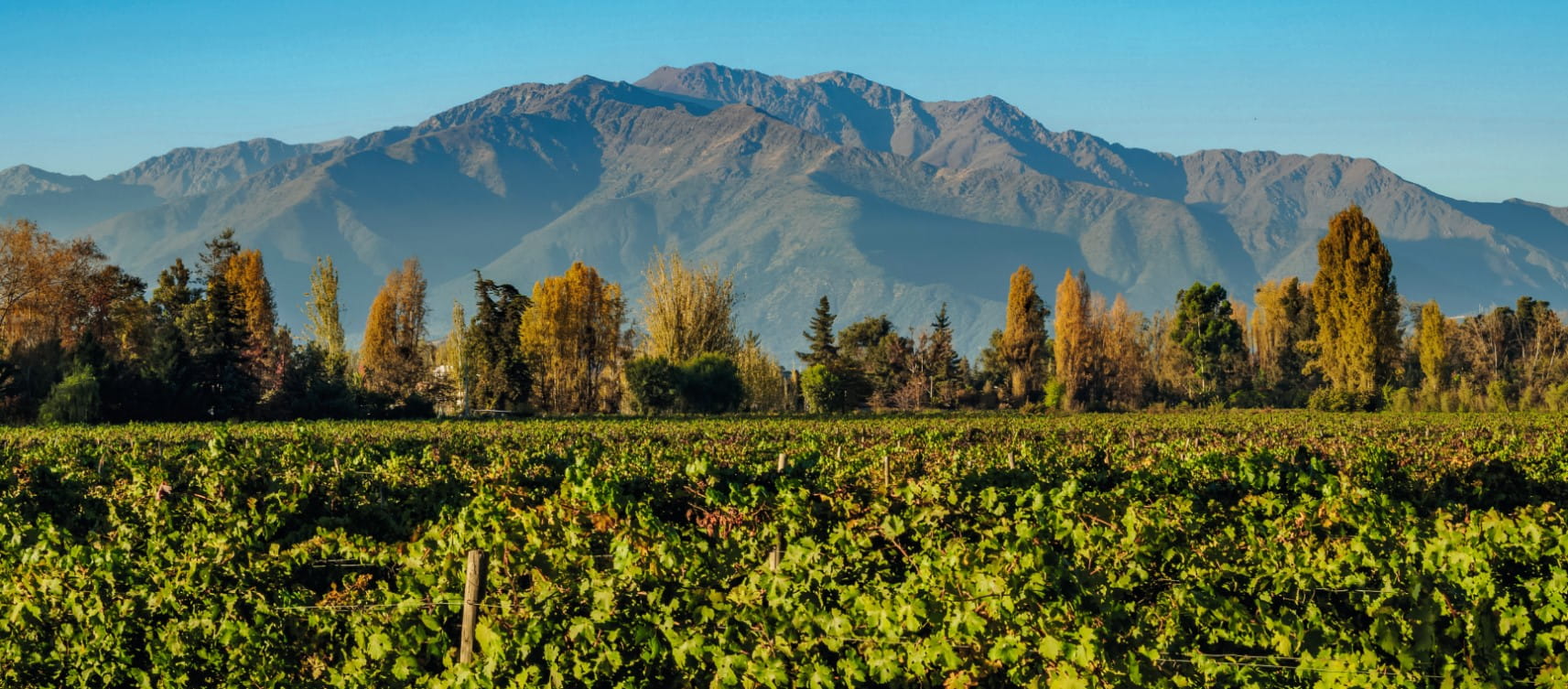 Vines in Pirque, near Santiago, flanked by the Andes | awlimages.com