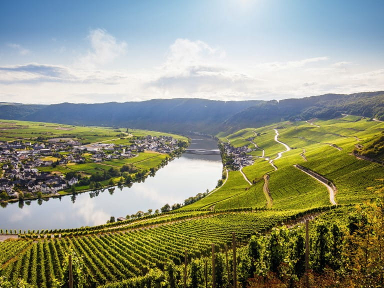 Vine art German  vineyards are  producing  some  delicious wines | Getty