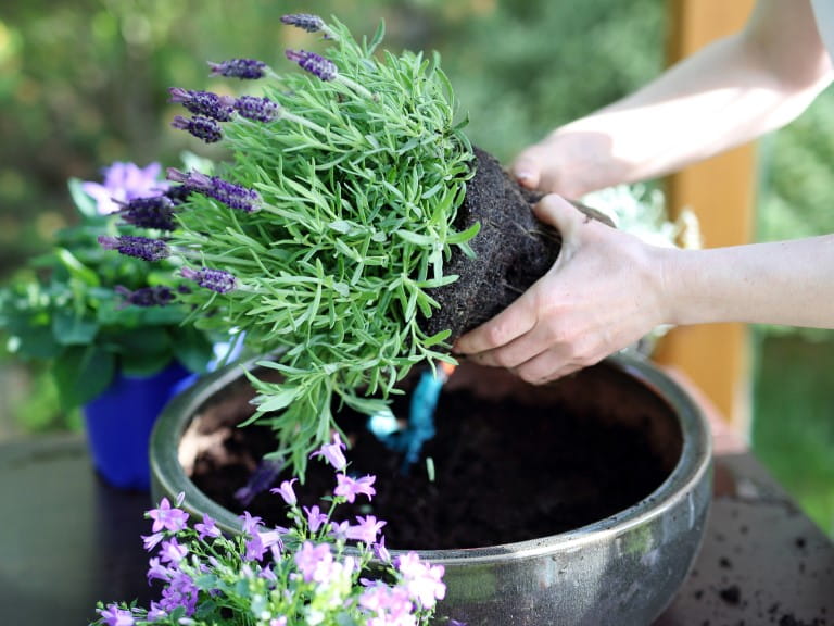 Hands planting lavender in a pot