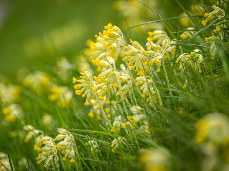 A wildflower meadow in spring with cowslips