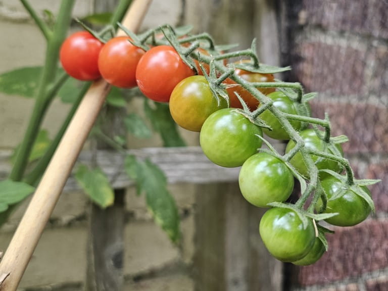 Tomatoes on the vine turning red ready to be picked in October | Saga