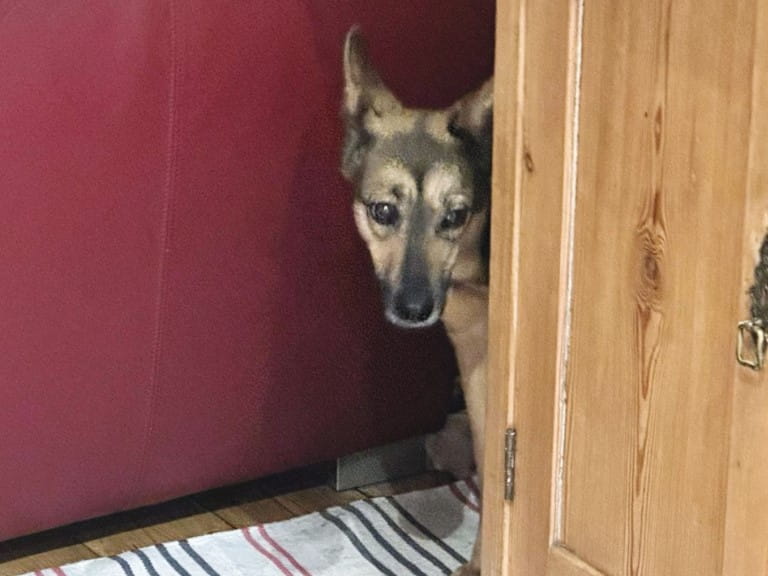 Sophie behind the sofa | Rory Cellan-Jones