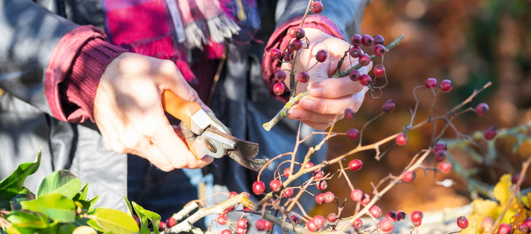 Pruning festive berries | Gap Images