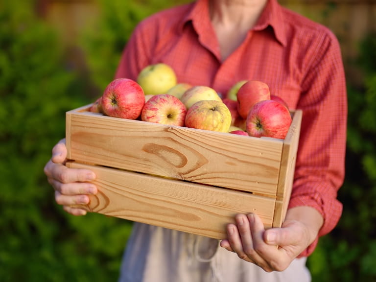 A woman in a red shirt holding a crate of freshly harvested apples in an orchard