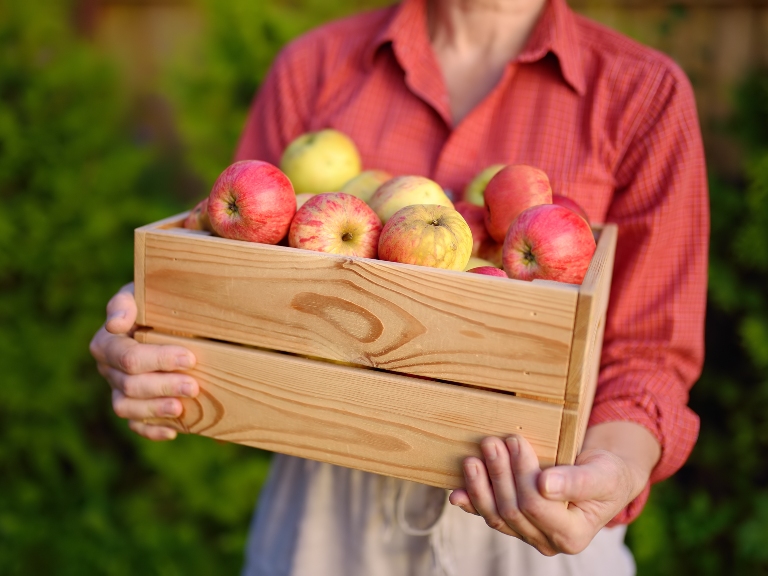 A woman in a red shirt holding a crate of freshly harvested apples in an orchard
