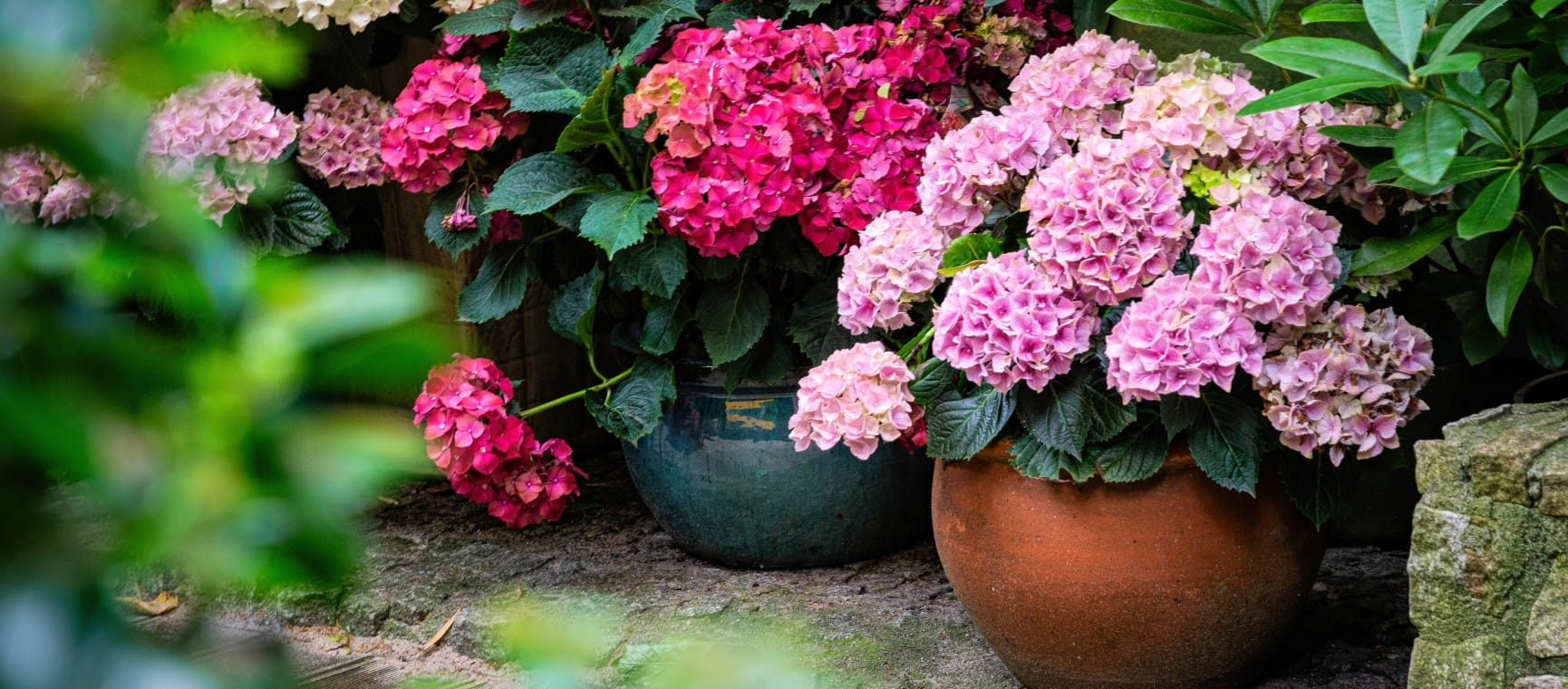 Shade-tolerant plants