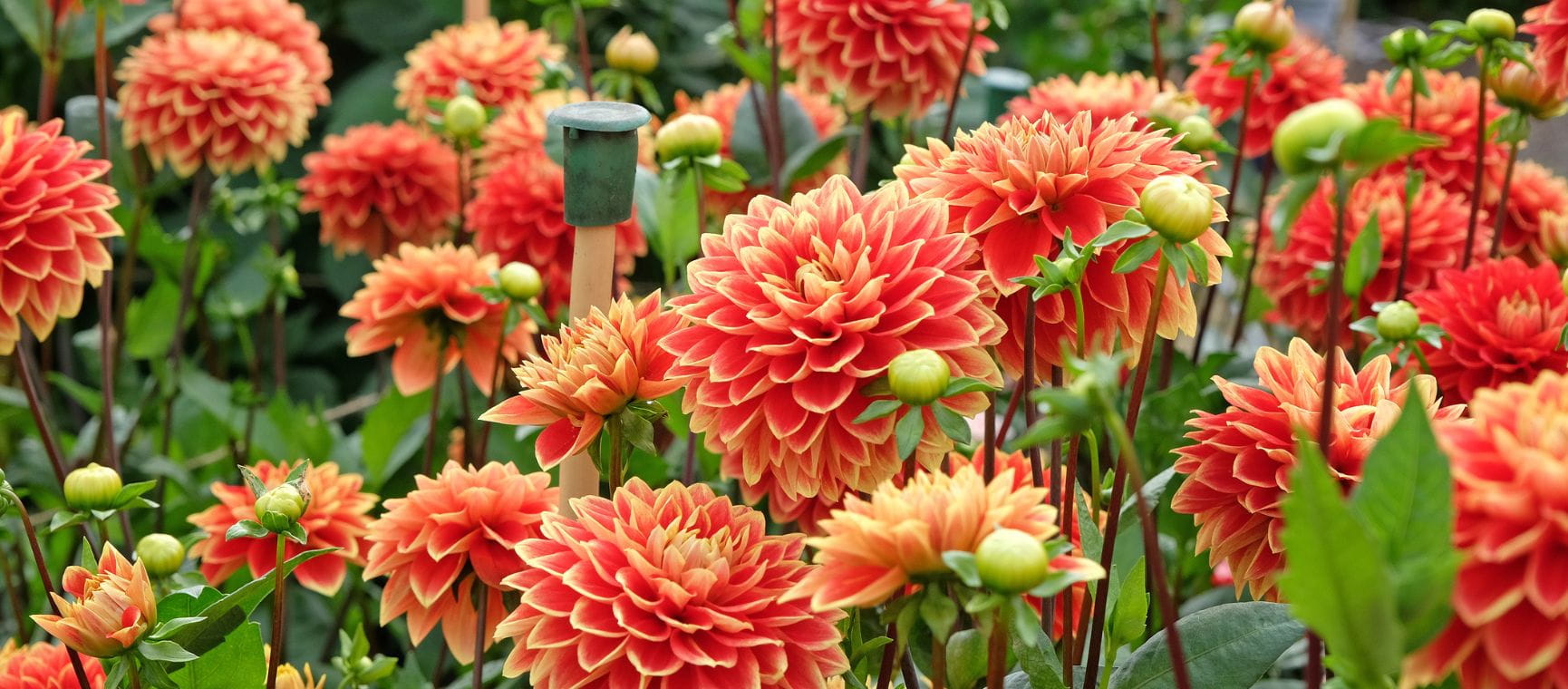 Bright orange dahlias in a flower bed