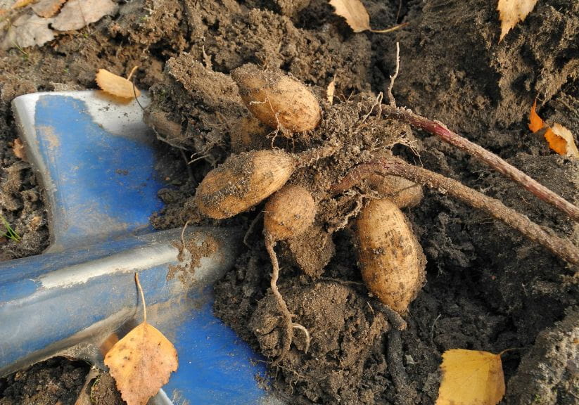 A bunch of dahlia tubers being dug out of the ground by a spade