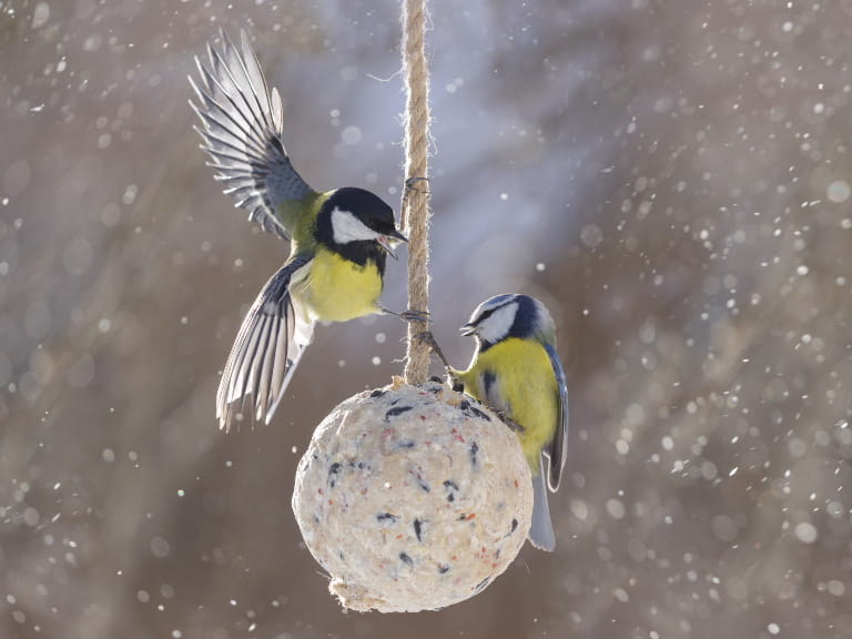 Two blue tits feeding from a suet ball in winter