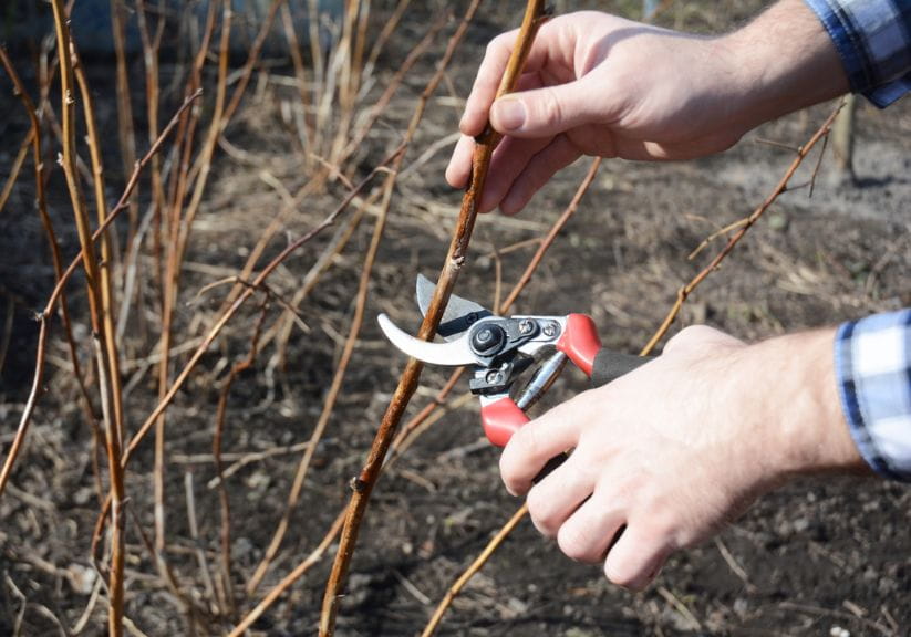A man pruning raspberry canes with secateurs