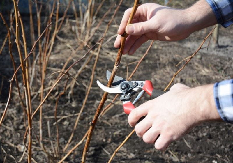 A man pruning raspberry canes with secateurs