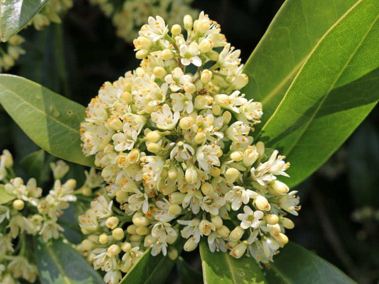 Yellow flowers of a Kew Green plant with green leaves