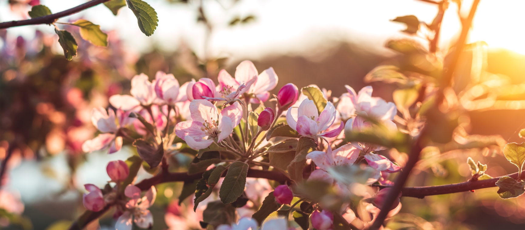 Blooming fruit tree at sunset in winter