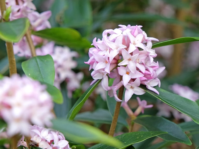A cluster of pink flowers on a Daphne bholua plant surrounded by long green leaves