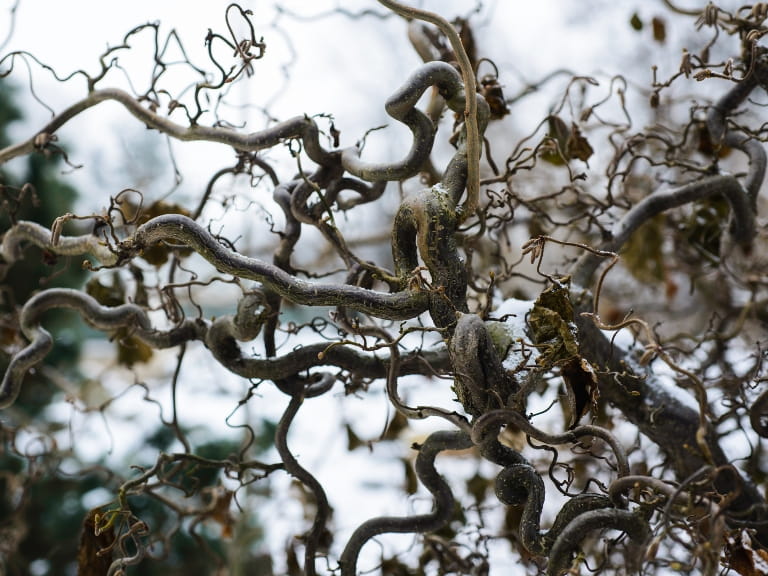 The twisted branches of the Common hazel 'Contorta' in winter