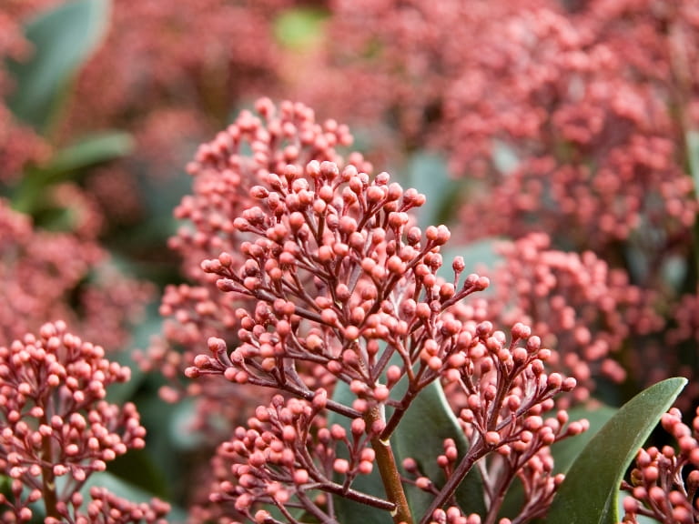 The pink buds of a Skimmia japonica Rubella plant