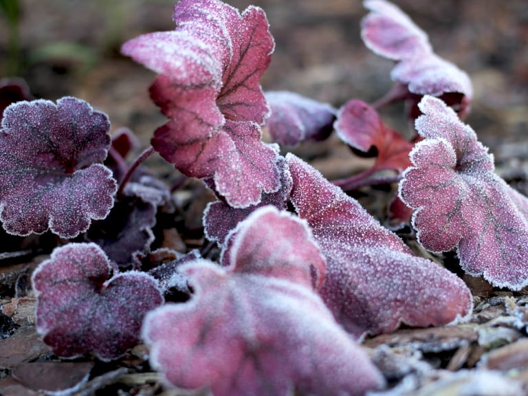 Purple Heuchera leaves covered in a light frost