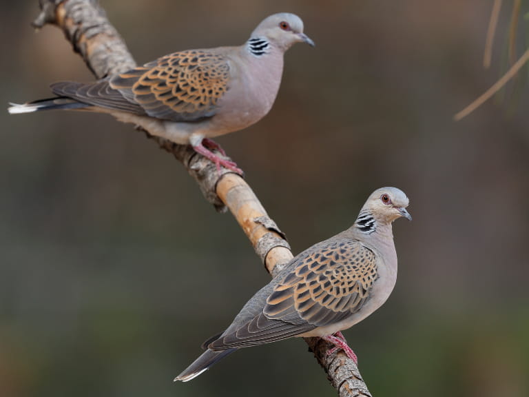 Two turtle doves perched on a branch