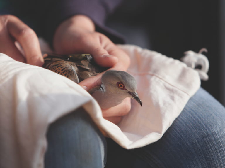 Conservationist holding a turtle dove