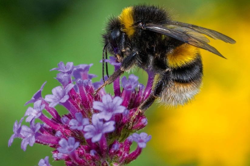 Bee on a scented plant