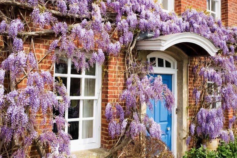 Wisteria outside a house