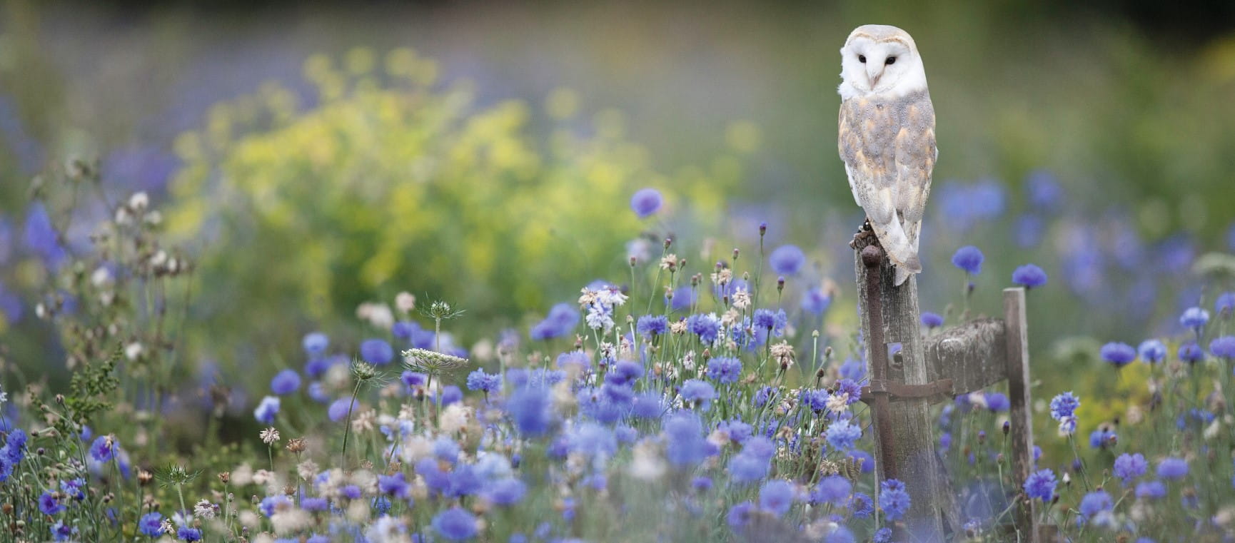 A barn owl perched on a fence post in a meadow