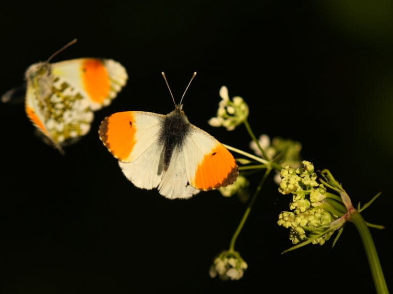 Two orange-tip butterflies | The Butterfly Conservationist/Will Langdon
