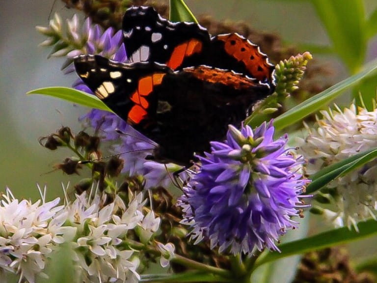 Red Admiral on purple hebe blooms | JamsNature