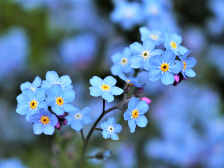 A close up of pretty blue forget-me-not flowers |Getty/Agnieszka Klimaszewska