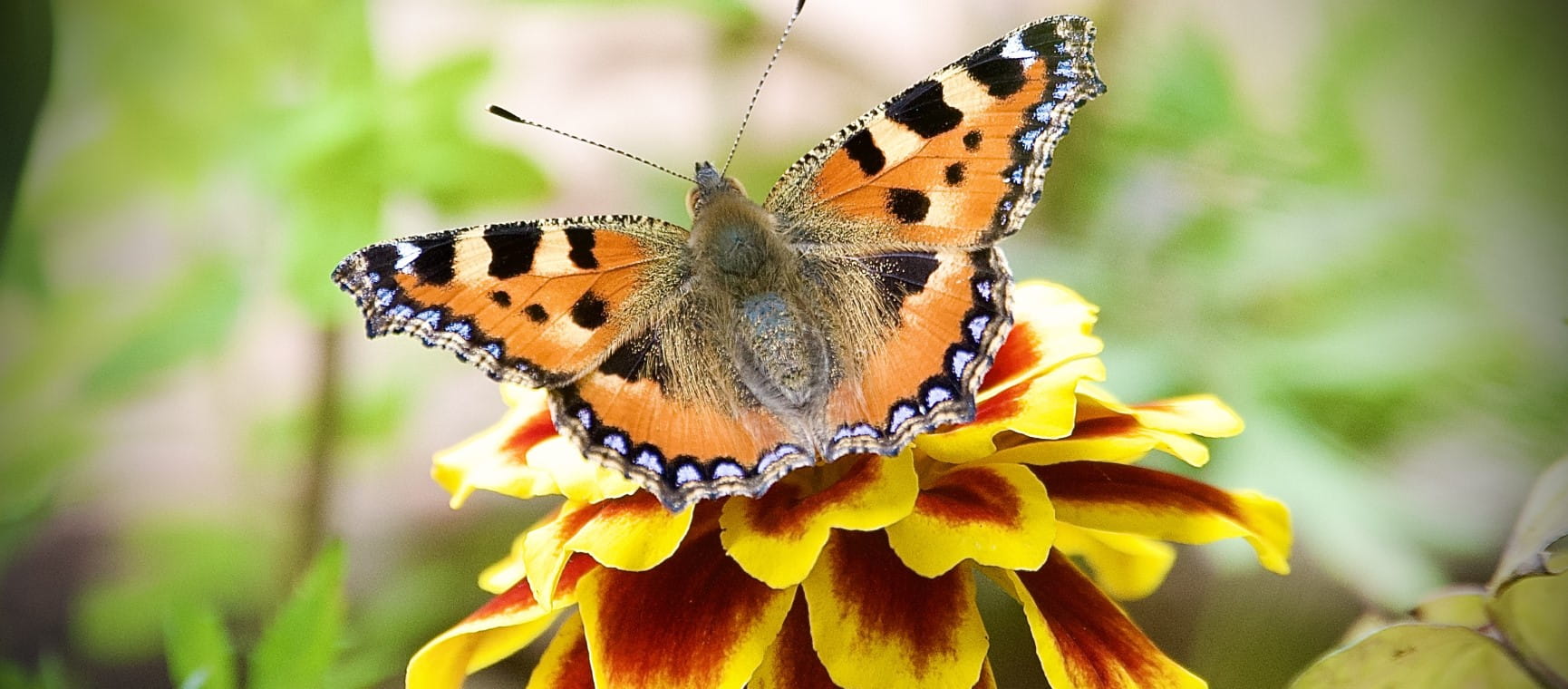 Small tortoise shell butterfly on orange marigold flower | Getty/Helen Reid