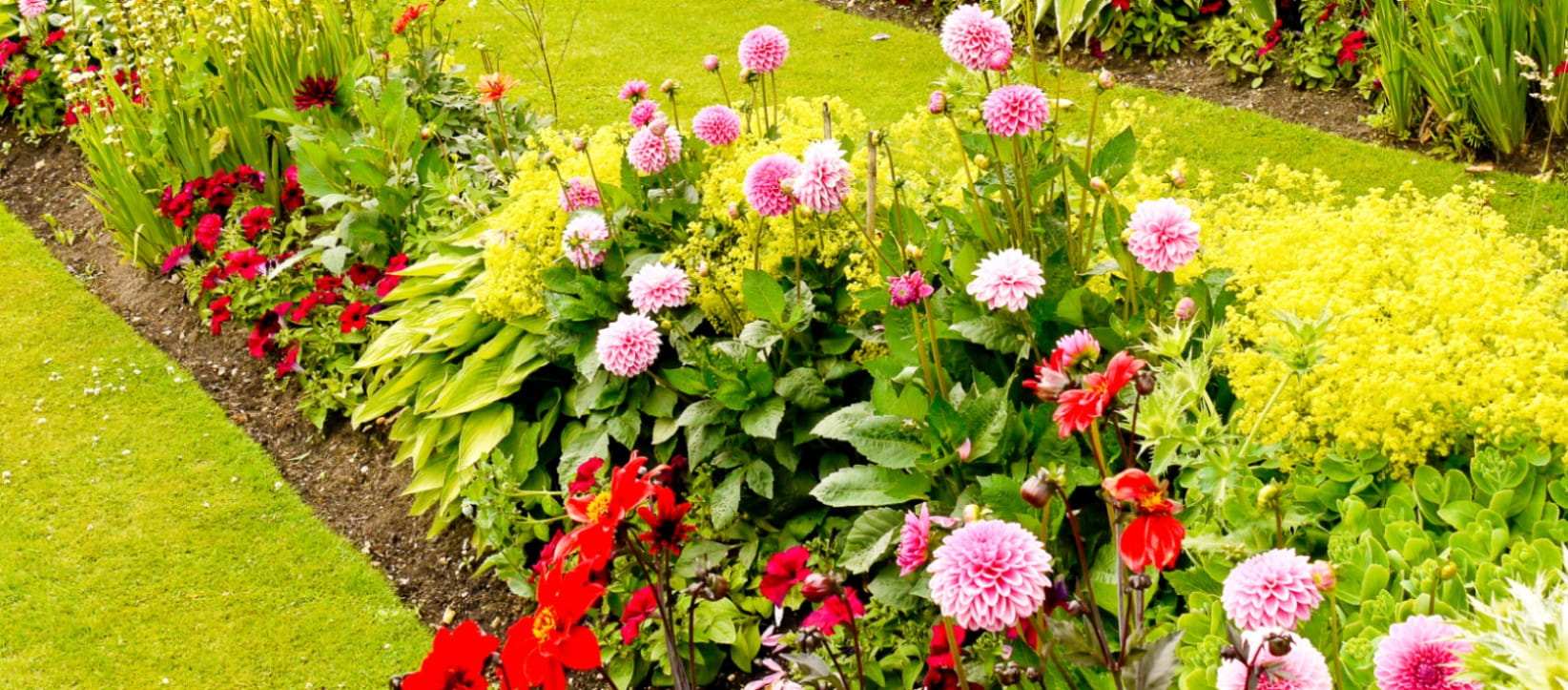 Dahlias in the foreground of a floral herbaceous border | Getty/DonaldMorgan