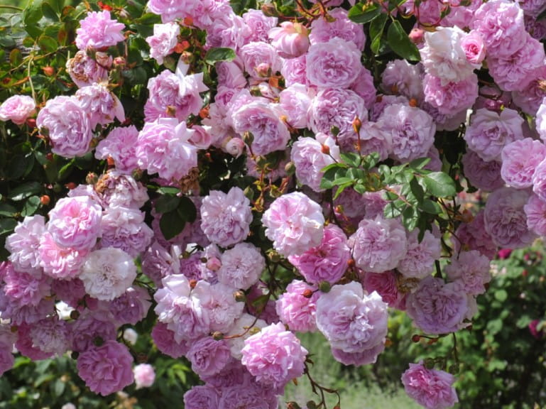 Rambling pink roses trailing on a pergola | Getty/pcturner71