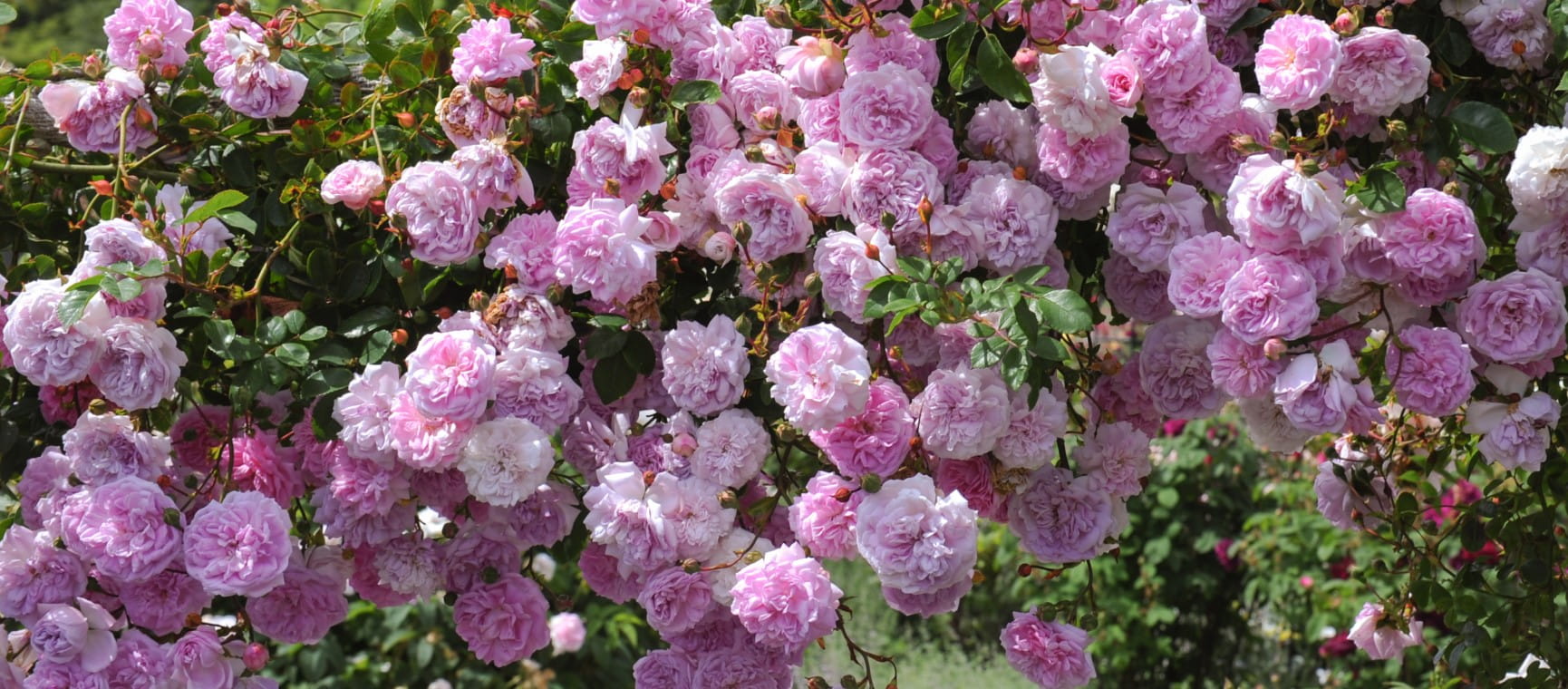 Rambling pink roses trailing on a pergola | Getty/pcturner71