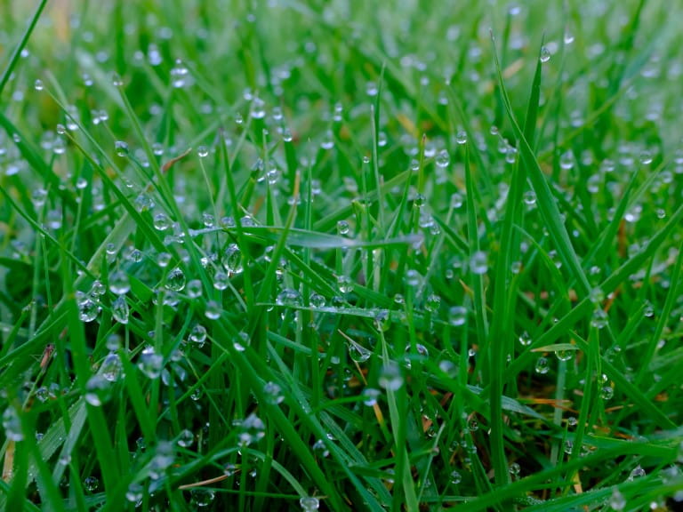Close up view of water droplets seen in early morning in the lawn | Getty/kstphotography