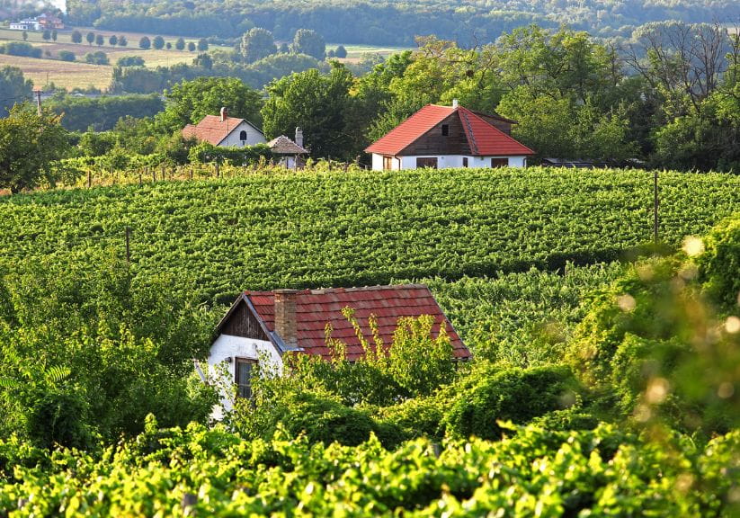 Vineyards with white cottages scattered around in the summertime