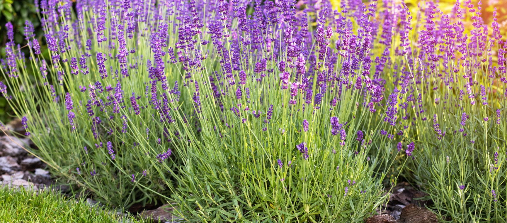 A grouping of lavender plants in full bloom