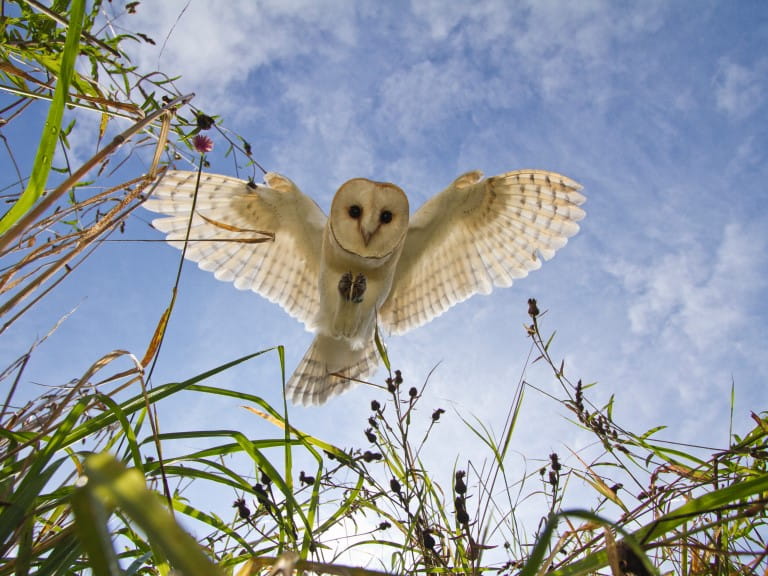 A barn owl in flight about to land or pounce 