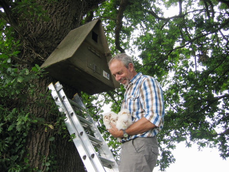 Colin Shawyer on a ladder with a barn owl nesting box