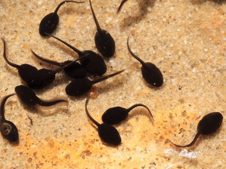 Tadpoles swimming in the shallows | Getty/jonnysek
