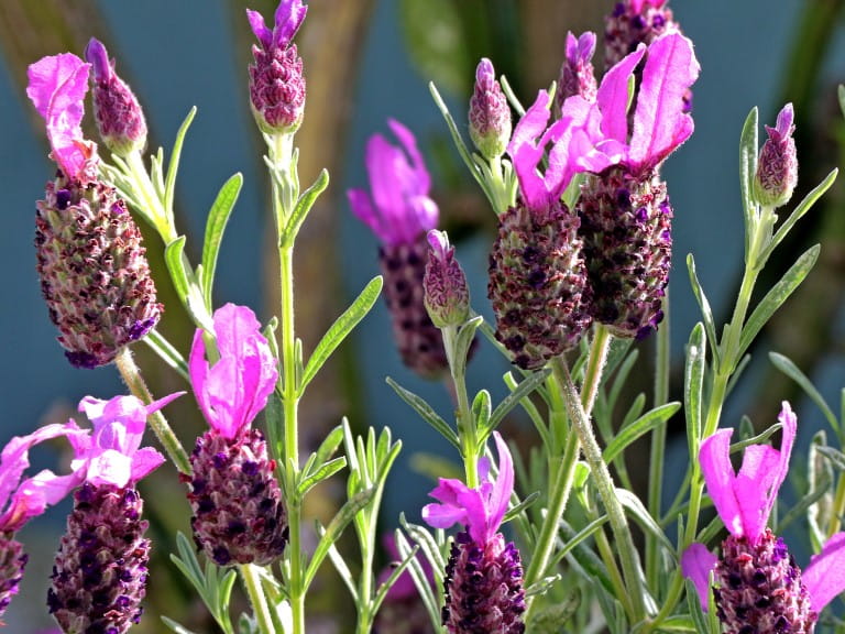 Pink-purple tufted lavender flowers  | Getty/BryanPhotographer
